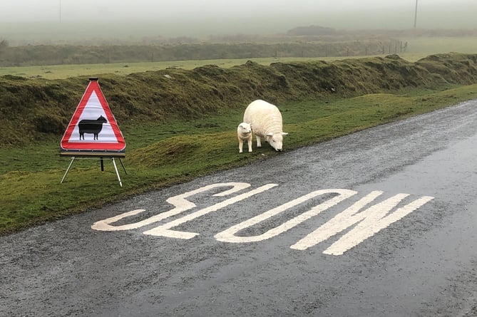 Increase of ‘livestock worrying’ incidents highlighted by Police