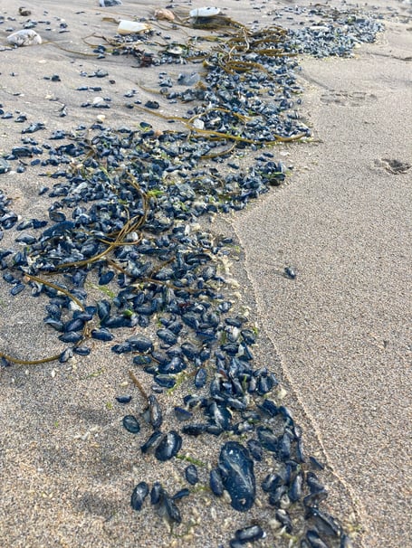 Velella velella
