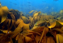 Cornwall wildlife trust launches wildlife photography competition