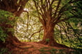 40 per cent of major new road schemes in England impact ancient woods
