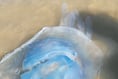 Huge barrel jellyfish wash up on Bude beaches 