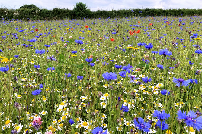 Another West Somerset wildflower meadow.