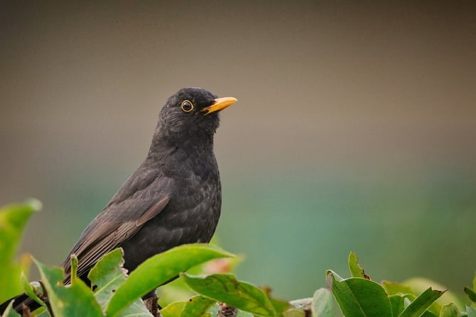 Staff at Cotehele House have cancelled their cherry picking event as blackbirds have eaten all the produce