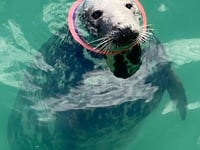 A seal has been saved after a frisbee became stuck around its neck