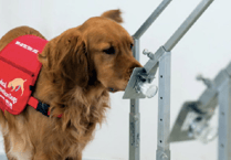 Medical detection dog displays its skills