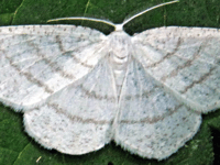 Naturewatch: Rare sighting of silky wave moth in Cornwall 