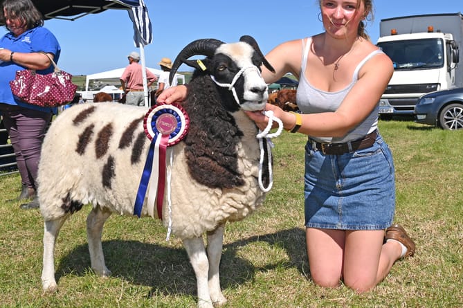 CDP Camelford Show SHEEP