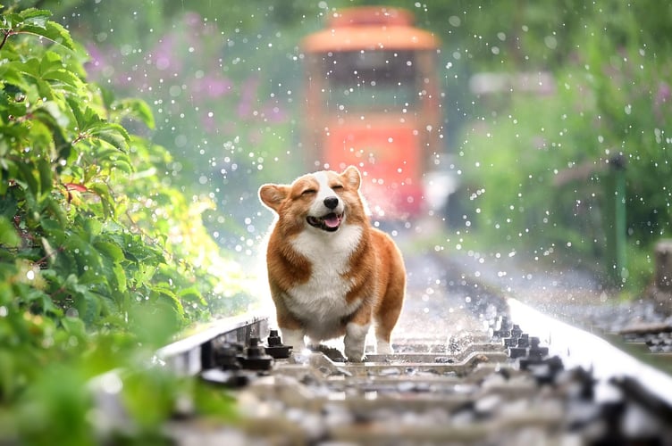 The Altarnun dog show has been postponed 