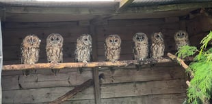 Twit-Twoo! It’s International Owl Awareness day! 