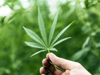 Three men arrested after Bodmin cannabis police raid 