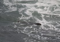 Seal spotted at Compass Point in Bude