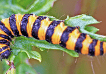 Caterpillar is unmistakable with its black and yellow - Naturewatch