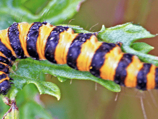 Caterpillar is unmistakable with its black and yellow - Naturewatch