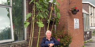 Flowers provide a hint of sunshine on a cloudy day