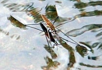 River path could provide a wonderful nature learning walk for youngsters