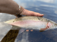 Boat and bank anglers enjoy equal measures of success