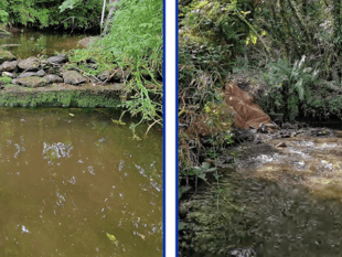 Project helps migratory fish after river restoration