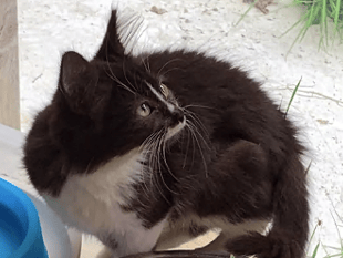 Hot weather doesn't deter cat lovers from annual open day