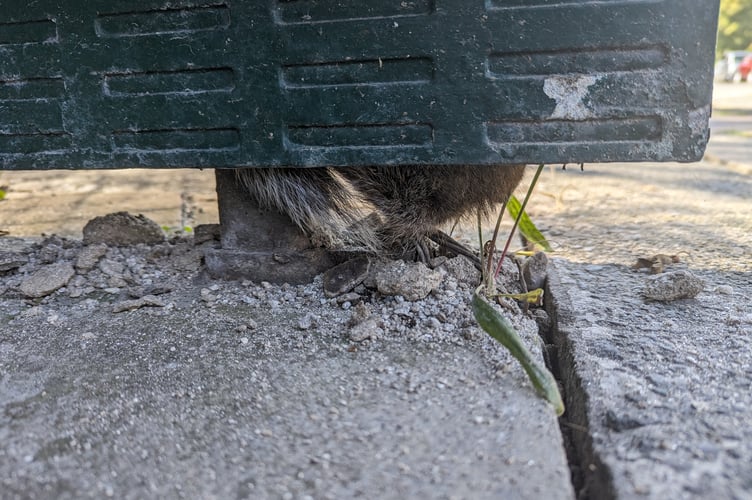 The tail of the stuck squirrel in the bus shelter panel.