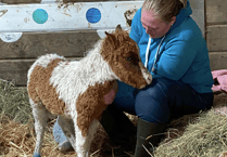 Crowdfunder launched to save orphaned foals