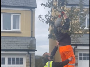 Bodmin builders praised after rescuing cat stuck in tree