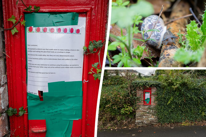 Villagers mail is being eaten in Lewdown - by snails in the postbox
