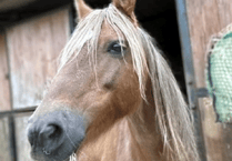 Bodmin pony rehabilitation centre appeals for help