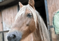 Bodmin pony rehabilitation centre appeals for help