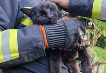 Fire crews rescue cat wedged between shed and wall 