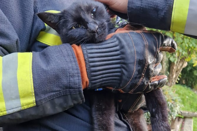 The cat rescued by fire crews