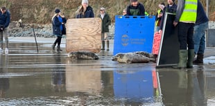 Cornish Seal Sanctuary celebrates first pup release with ‘Judi Dench’