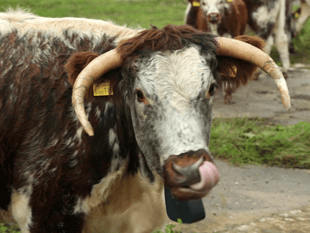 £30,000 to help Cornwall's “monumental” nature recovery scheme