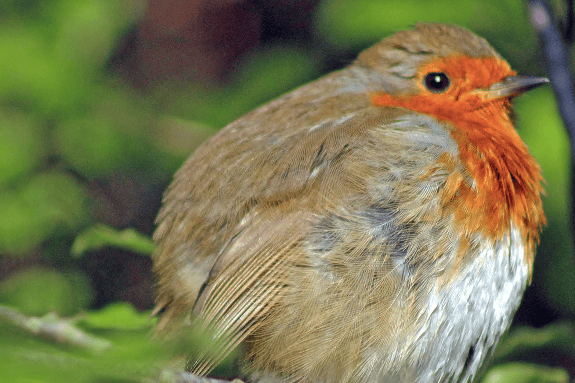 Robin photographed by Ray Roberts