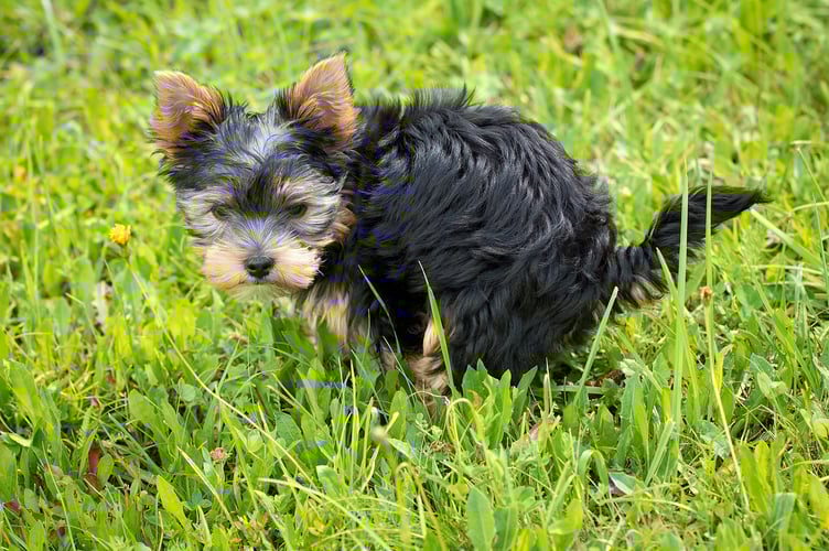 File photo of a dog 