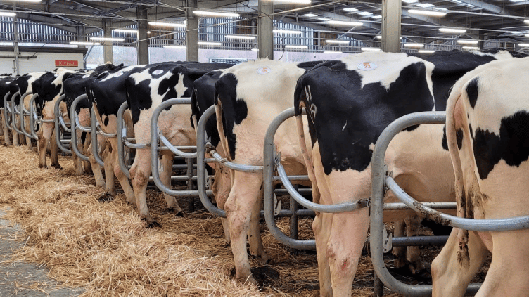 Hallworthy Livestock Market