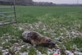 RSPCA reveals some of 2023's wackiest animal rescues