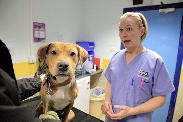 RSPCA