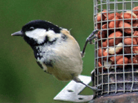 Naturewatch: Birds are wonderful to watch in the garden