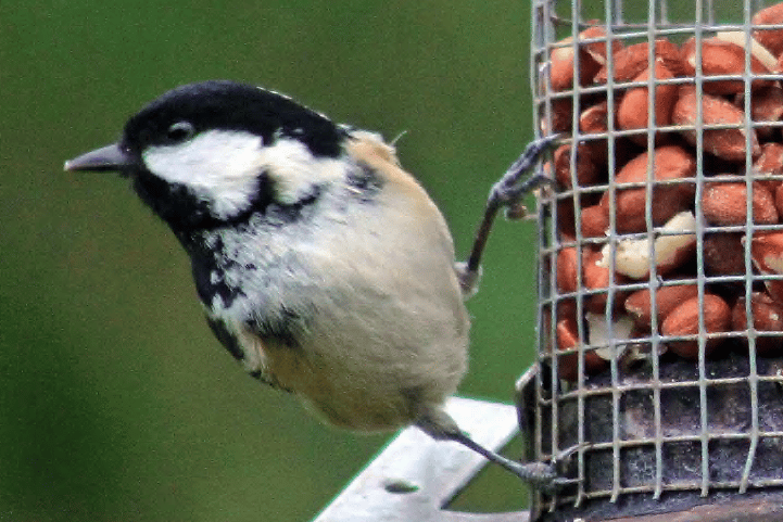 Coal Tit on Feeder