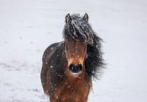 RSPCA offers tips to keep animals safe as cold weather continues