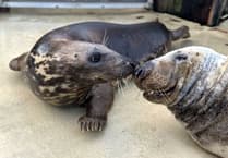 Seal Sanctuary gives seals a wonderful Valentine’s Day treat