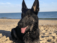 Police dog praised after apprehending Bodmin vandal