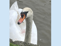 Public urged to keep distance from injured swan