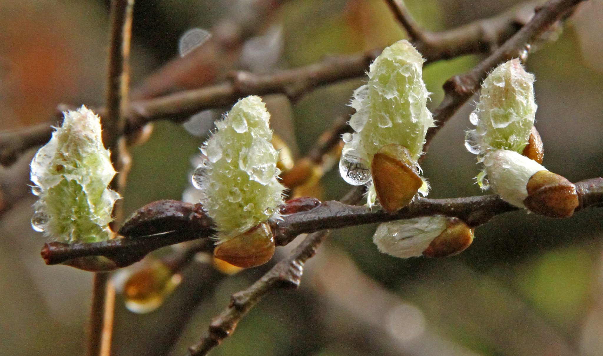A sudden movement on the hedge caught my eye