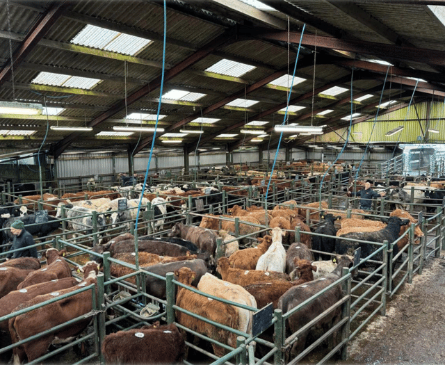 Hallworthy Livestock Market Report: Thursday, June 26