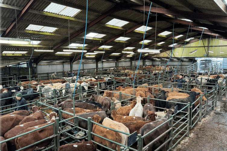 Hallworthy Market Report