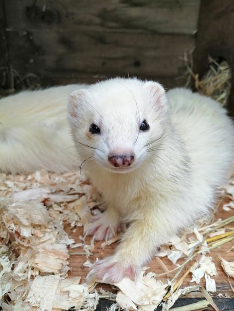 Suki is thought to be turning 15 this July