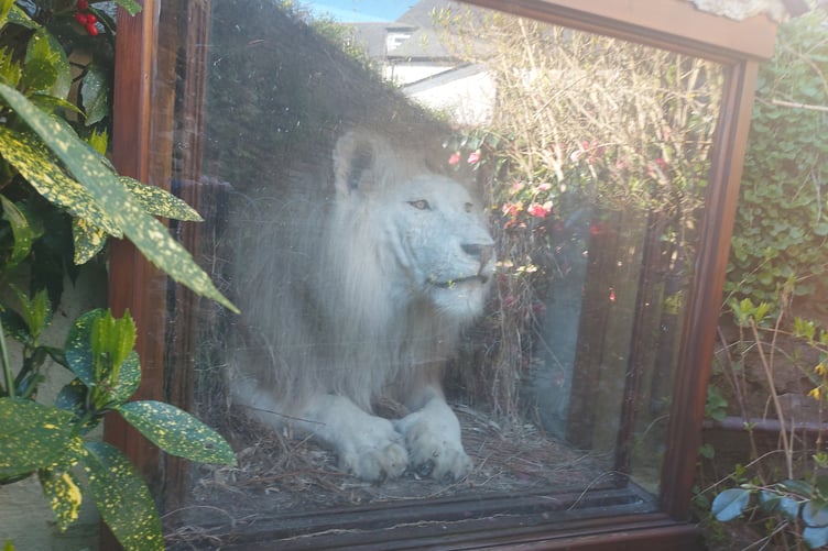 A stuffed lion has been located at the pub for approximately six decades