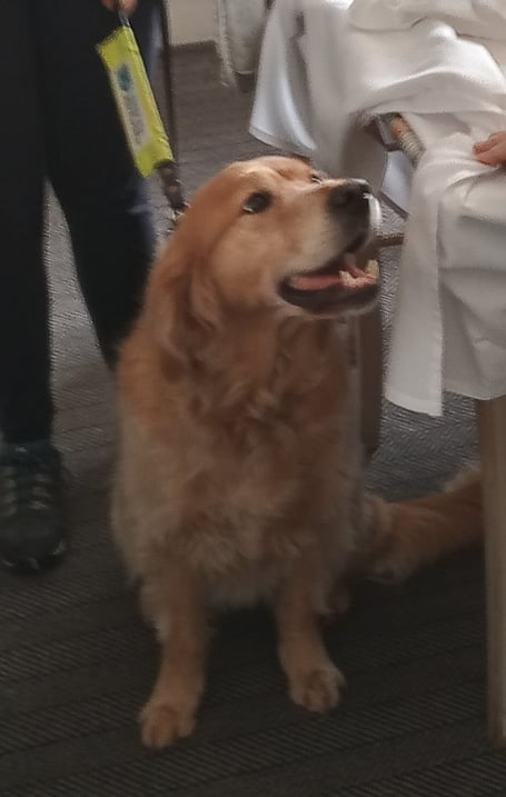 The Probus Club of Launceston's guest of honour Tilly the guide dog