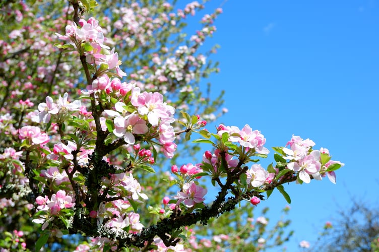 Old orchard apple blossom at Cotehele